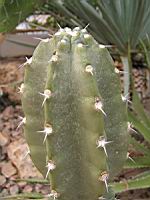 Cereus stenogonus (fam Cactacees) (Argentine, Bolivie, Paraguay) (3) (Photo F. Mrugala)